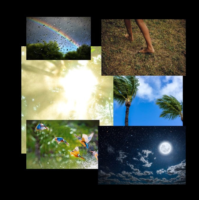 Collage of nature elements including sunlight, rain, barefoot grounding, breeze through palm trees, birds in a meadow, and the night sky with a full moon, symbolizing Earth’s healing power for the mind, body, spirit, and soul.